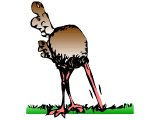 Ostrich with his head in the sand